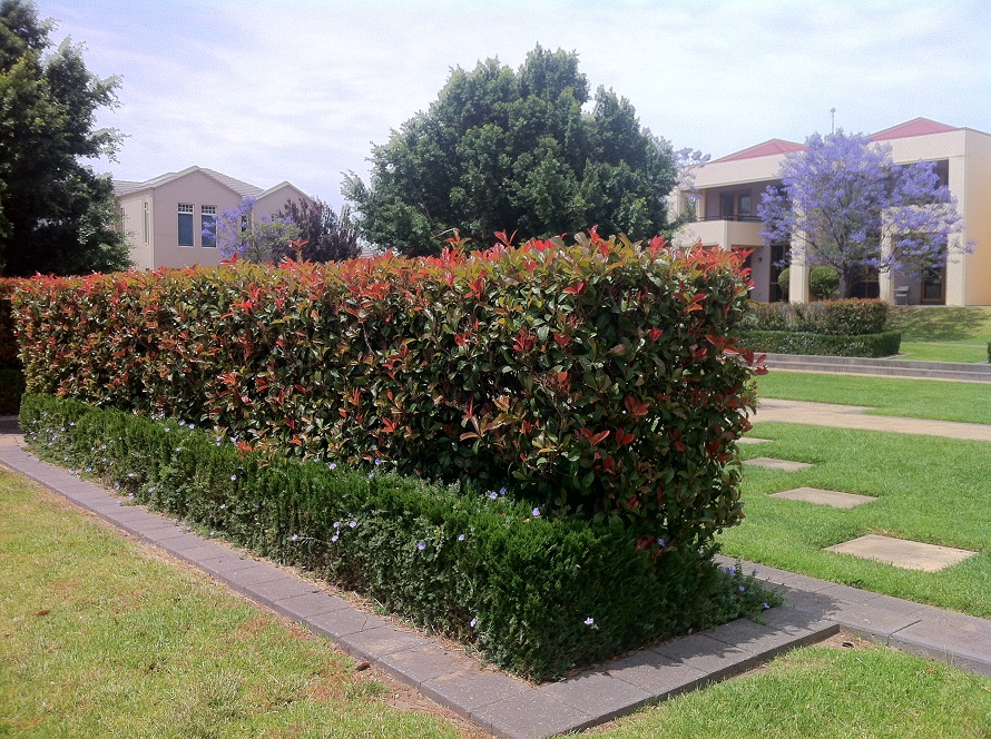 What Is The Best Flowering Hedge at Gary Bruno blog