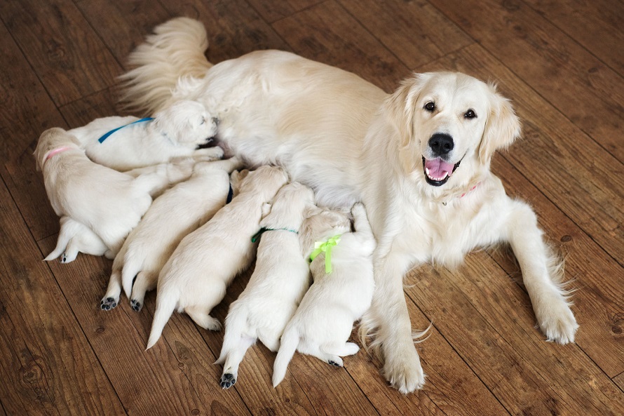 happy golden retriever dog with puppies