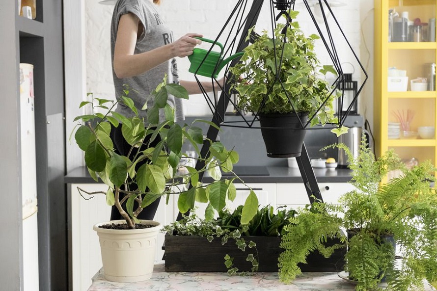 indoor hanging planters