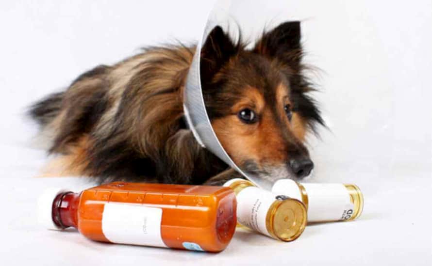 dog supplements
