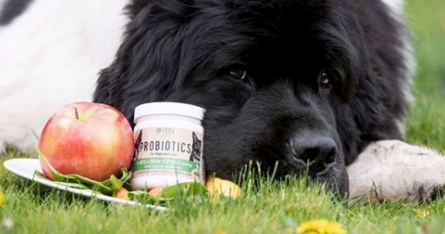 dog probiotics