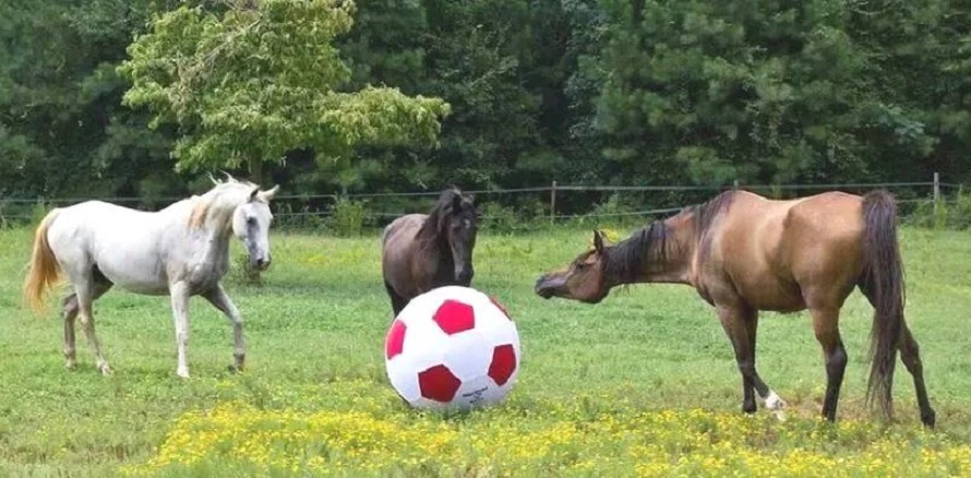 Horses playing with toys