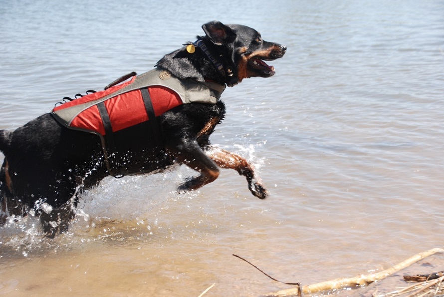 Dog-Life-Vest