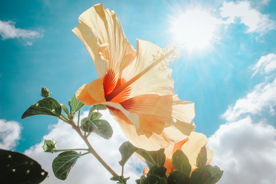 picture of a flower under the sun