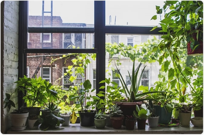 A lot of plants that imrove air quality next to the window