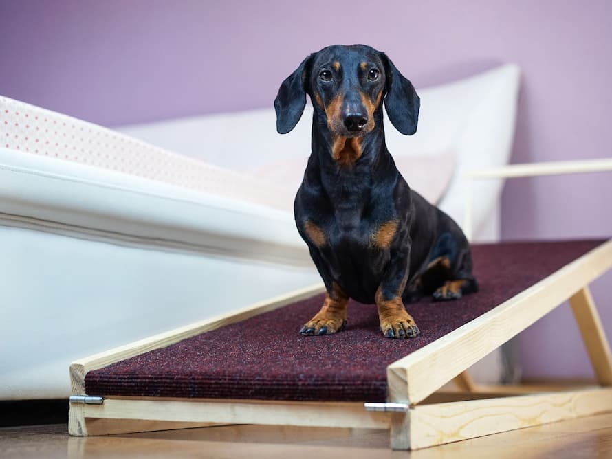 A dachshund dog black and tan sits on a home ramp safe of back health in a small dog