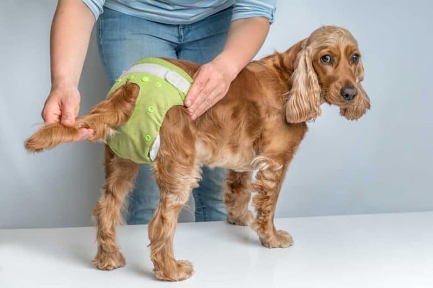 Dog Diapers