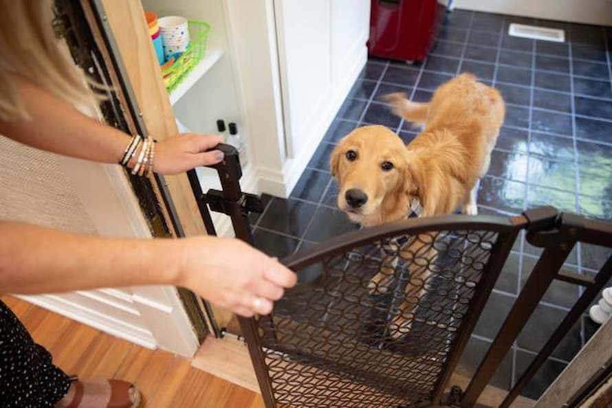 A Simple Guide to Dog-Proofing Your Home