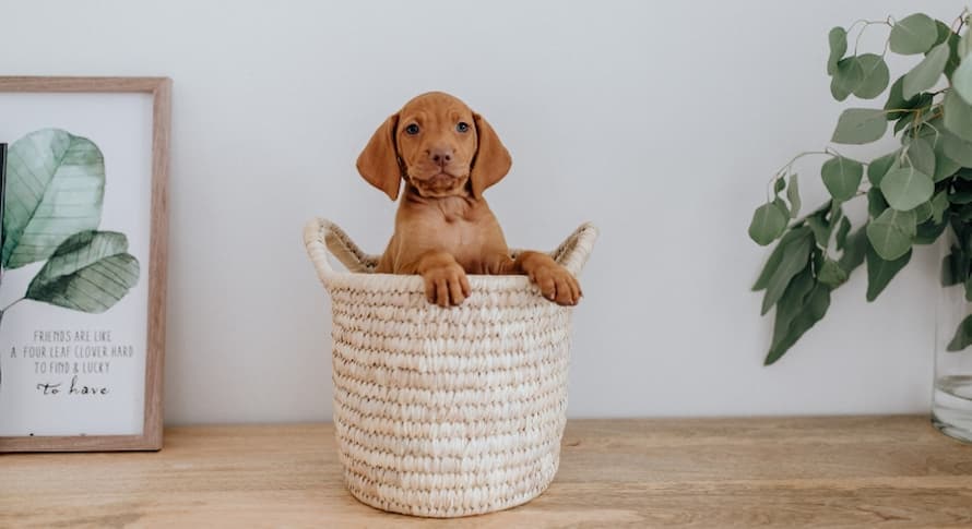 Room-by-Room Instructions for Dog-Proofing Your Home