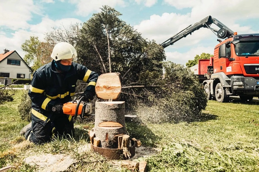 tree and stump removal by tree service