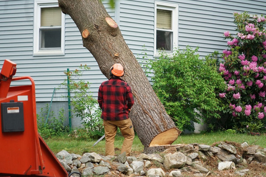 Man from tree service remove a tree