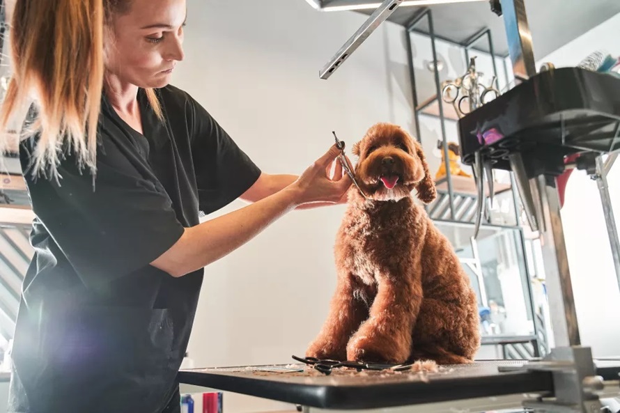 A woman grooming a dog wearing a professional grooming attire