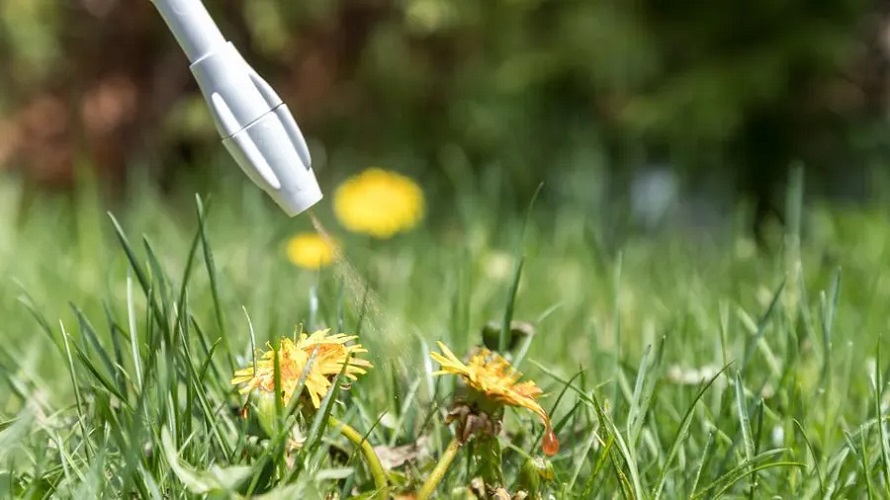 Weed killer concentrate