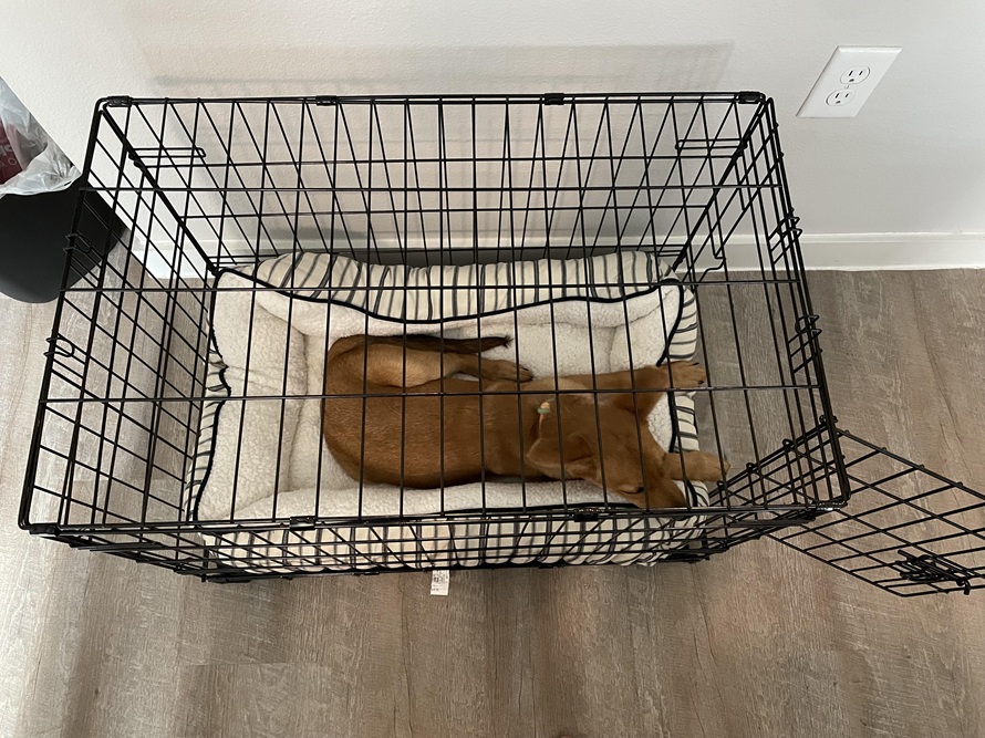 dog laying in a pet cage