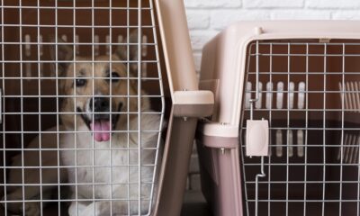 A dog in a pet cage