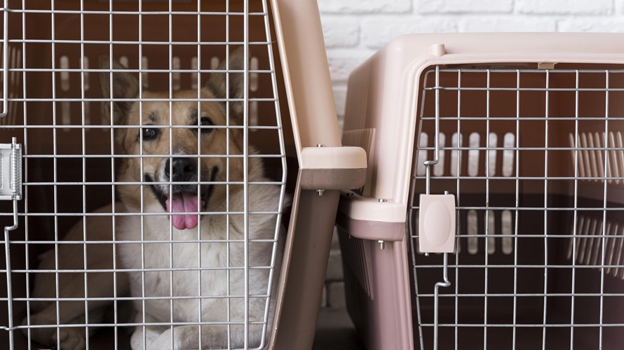 A dog in a pet cage