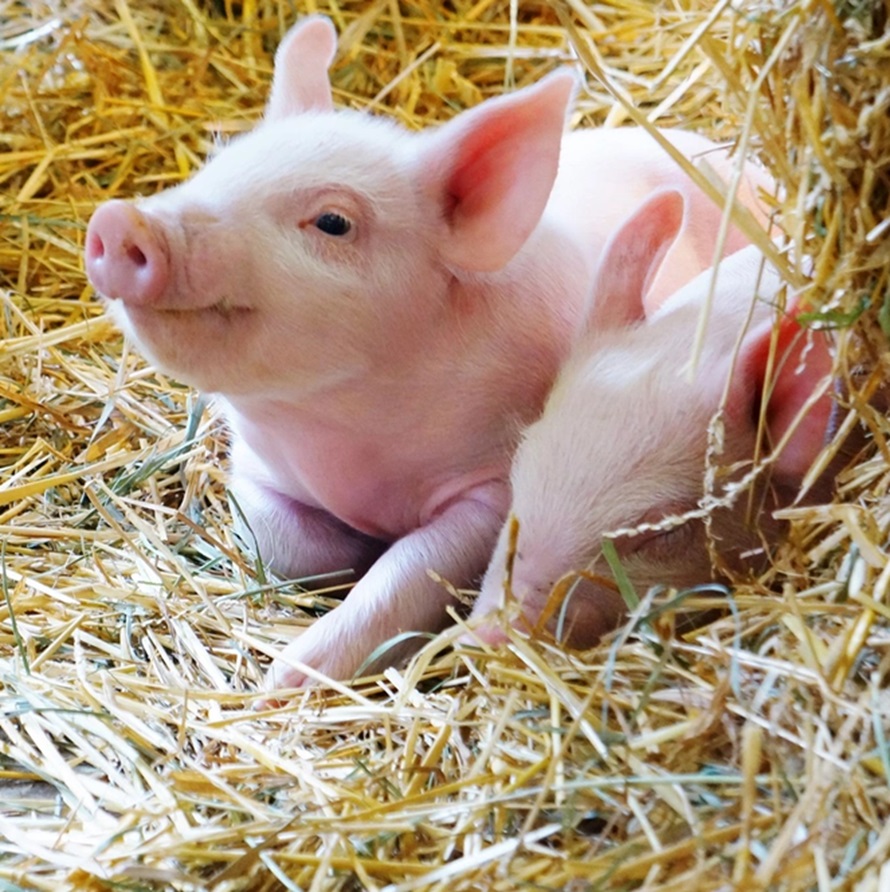 fresh water and fresh hay pig
