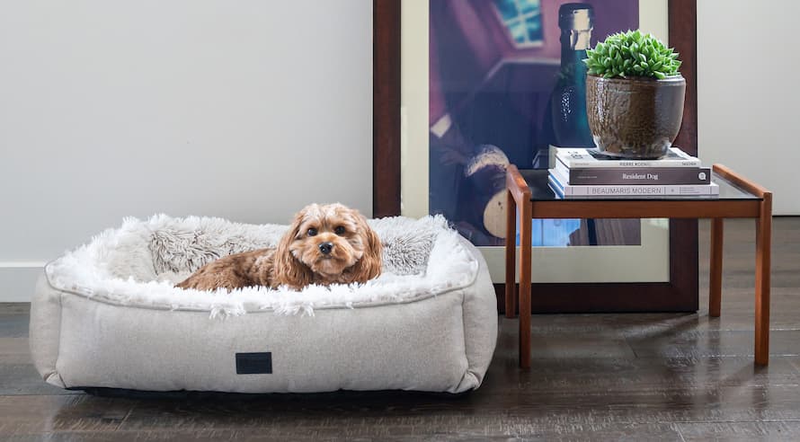 Ortho-Dog-Lounger_Aspen_Cavoodle