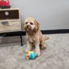 Puppy toy