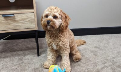 Puppy toy