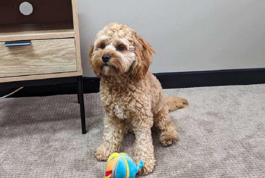 Puppy toy