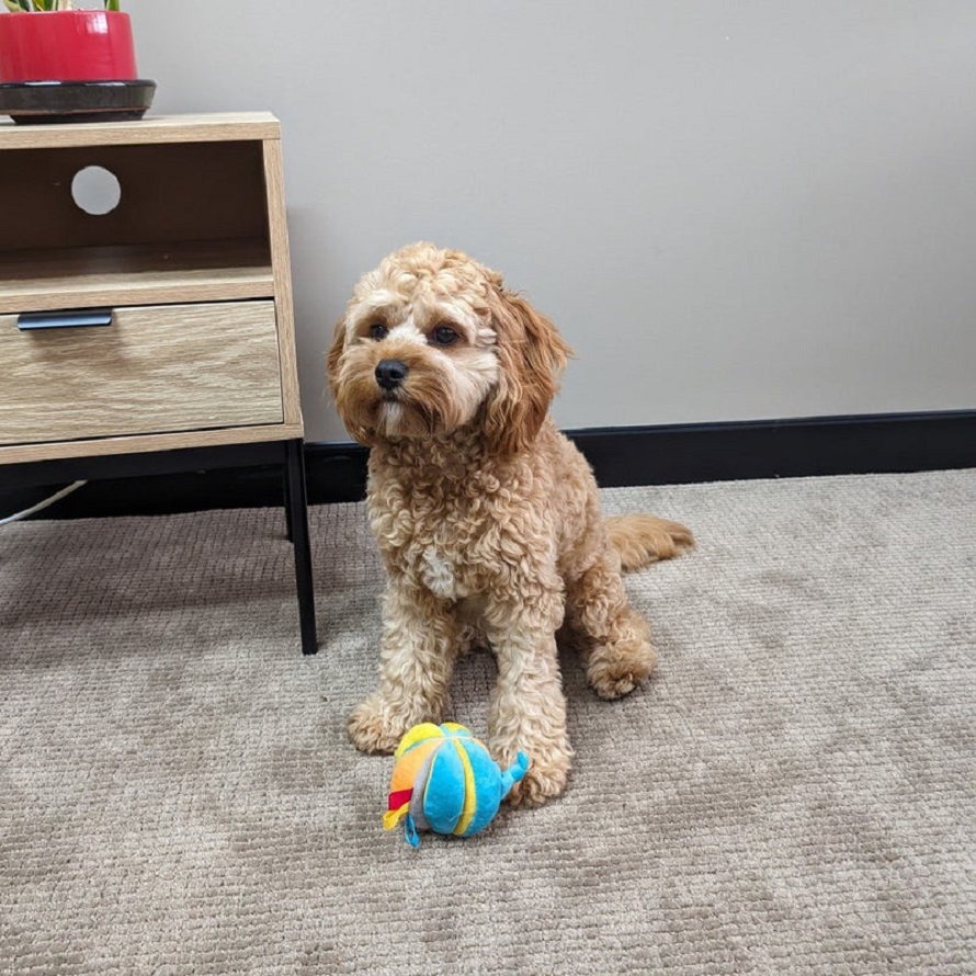 Puppy toy