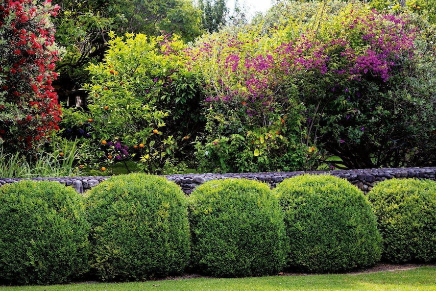different-types-of-hedges-plants