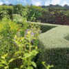 hedges-plants