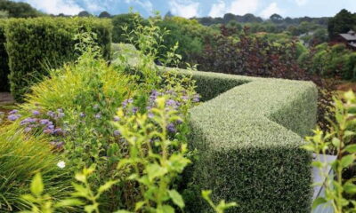 hedges-plants