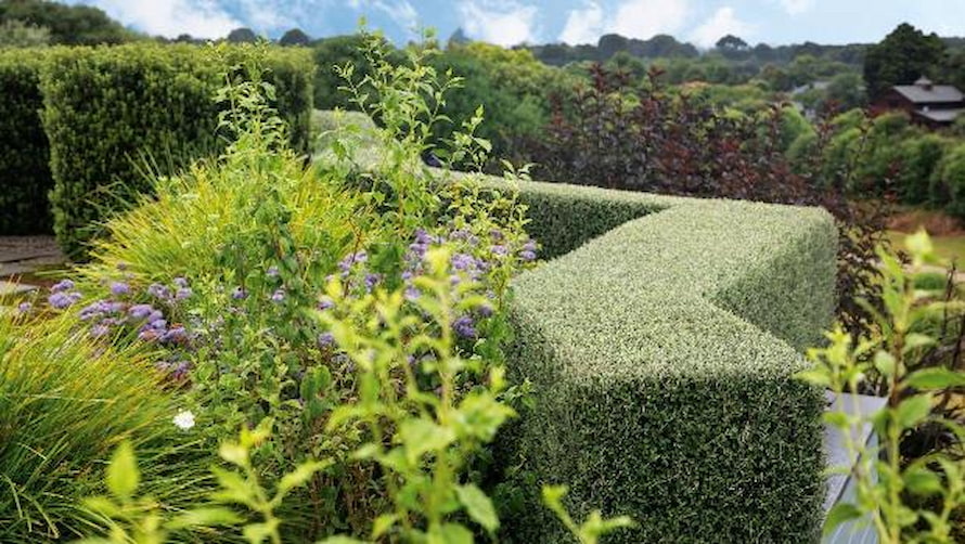 hedges-plants